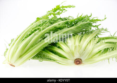 Noch immer leben von frischem Kohl Stockfoto