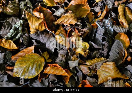 Herbstlaub auf Boden Stockfoto
