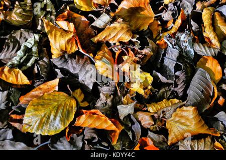 Herbstlaub auf Boden Stockfoto