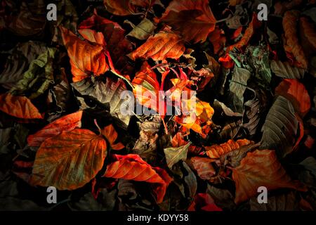 Herbstlaub auf Boden Stockfoto