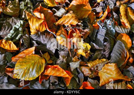 Herbstlaub auf Boden Stockfoto