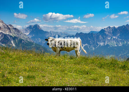 Weiße und schwarze Kuh mit italienischen Alpen im Hintergrund Stockfoto