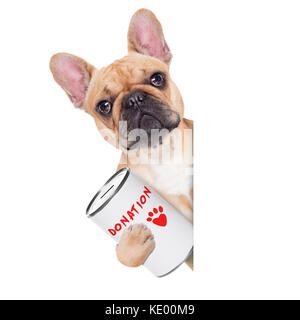 Französische Bulldogge Hund mit einer Spende kann, das Sammeln von Geld für wohltätige Zwecke, auf weißem Hintergrund Stockfoto