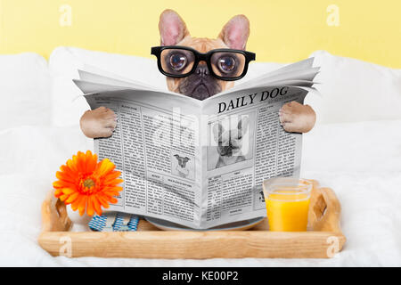 Französische Bulldogge Hund in schönes Frühstück oder Mittagessen im Bett, Zeitung lesen, Stockfoto