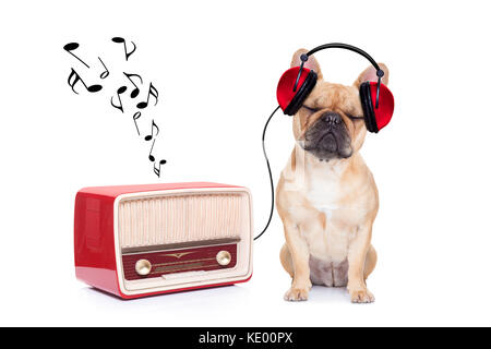 Fawn Bulldogge hund Musik hören, während Sie entspannen und genießen Sie den Sound, der von dem alten Retro Radio, auf weißem Hintergrund Stockfoto