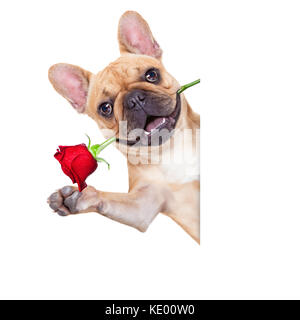 Valentines Hund verliebt in sie, mit einer roten Rose im Mund, winken mit den Händen, auf weißem Hintergrund, Stockfoto