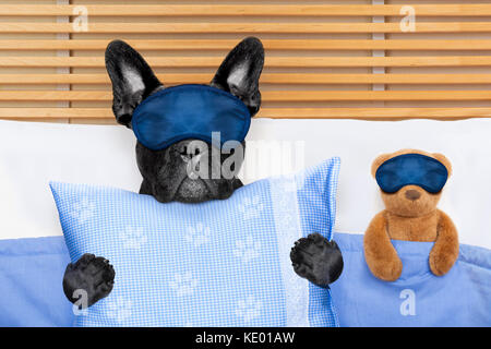 Französische Bulldogge Hund mit Kopfschmerzen und Kater schlafen im Bett, mit Teddybär enger zusammen Stockfoto