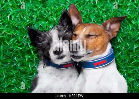 Paar Hunde in der Liebe sehr nahe zusammen liegen auf dem Rasen im Park Stockfoto