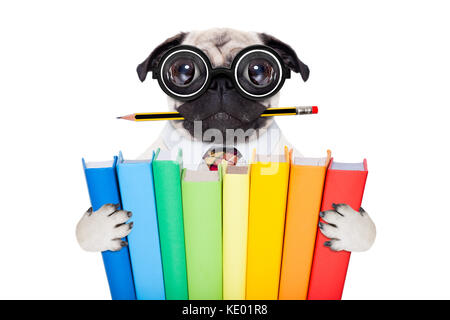 Coole Schule mops Hund, mit Stapel von Büchern und Bleistift im Mund, auf weißem Hintergrund Stockfoto