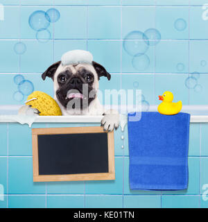 Mops Hund in einer Badewanne nicht so darüber amüsiert, mit gelbem Kunststoff Ente, Handtuch, Holding eine leere Leere banner Stockfoto