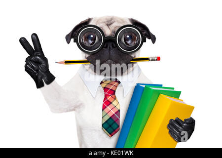 Coole Schule mops Hund, mit Stapel von Büchern und Bleistift im Mund, Sieg und Frieden Finger, auf weißem Hintergrund Stockfoto