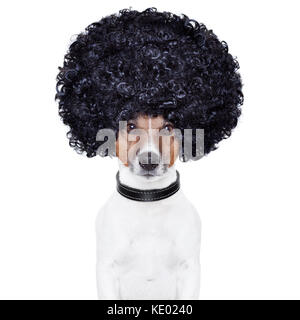 Afro Haare Hund komisch aussehen Stockfoto