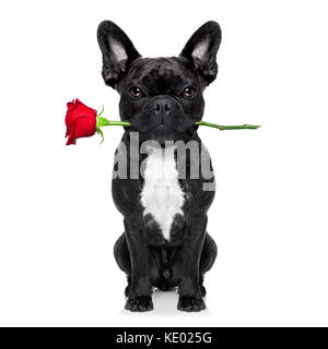 Valentines französische Bulldogge Hund in Liebe eine Rose mit Mund, auf weißem Hintergrund Stockfoto