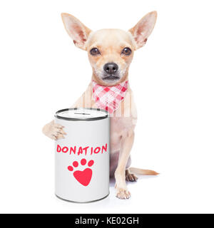 Chihuahua Hund mit einer Spende kann, das Sammeln von Geld für wohltätige Zwecke, auf weißem Hintergrund Stockfoto