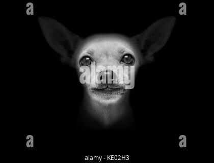Chihuahua Hund auf schwarzen dunklen Hintergrund an sie frontal suchen, isoliert Stockfoto