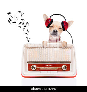 Chihuahua hund Musik hören, während Sie entspannen und genießen Sie den Sound, der von dem alten Retro Radio, auf weißem Hintergrund Stockfoto