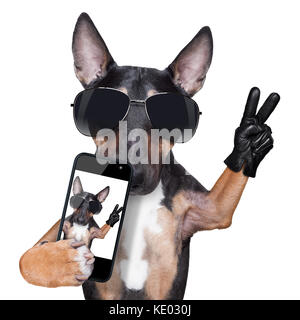 Bull Terrier eine selfie mit Sieg oder Frieden Finger Stockfoto