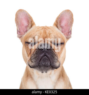 Fawn französische Bulldogge mit geschlossenen Augen sitzen und ruhen auf weißem Hintergrund isoliert Stockfoto