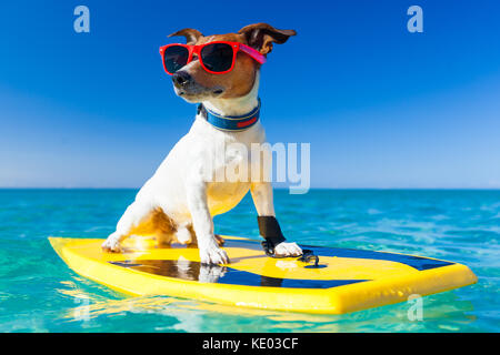 Hund Surfen auf einem Surfbrett Sonnenbrille tragen an der Küste Stockfoto