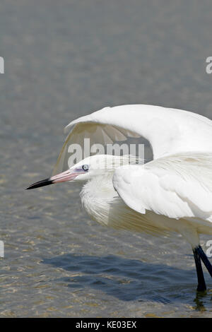 Ein verhaltensmodell vertikale Closeup Portrait von eine rötliche Reiher White Morph Jagd im Wasser mit ausgebreiteten Flügeln. Stockfoto