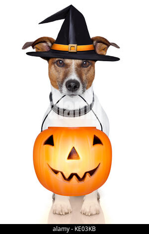 Halloween Trick oder Kürbis Hexe Hund behandeln Stockfoto