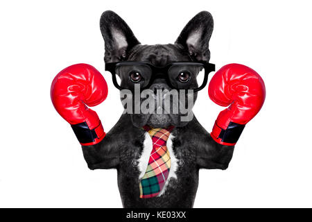 Französische Bulldogge boxing Hund mit großen roten Handschuhe, Unternehmer, Manager, oder Sekretärin auf weißem Hintergrund. Stockfoto