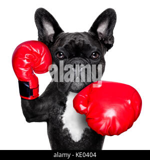 Französische Bulldogge boxing Hund mit großen roten Handschuhe Stockfoto