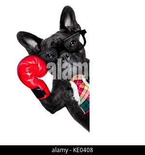 Französische Bulldogge boxing Hund mit großen roten Handschuhe Unternehmer, Manager oder Verwalter auf weißem Hintergrund, hinter Banner, Plakat oder Blackboard Stockfoto