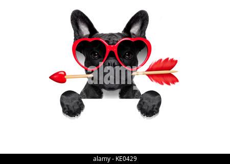 Valentines französische Bulldogge Hund in der Liebe mit einem amorpfeil mit Mund, hinter leer leere Tafel oder Banner, mit Sonnenbrille, am Pfingstmontag isoliert Stockfoto