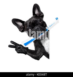 Franzsische Bulldogge hund Holding elektrische Zahnbrste mit Mund, auf  weiem Hintergrund Stockfotografie - Alamy