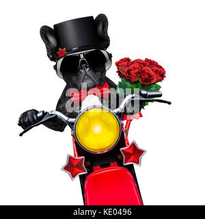 Valentines französische Bulldogge Hund, Motorrad fahren, mit einem Strauß roter Rosen, auf weißem Hintergrund Stockfoto