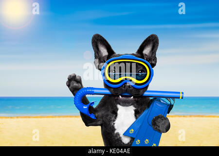 Schnorcheln Tauchen französische Bulldogge Hund mit Maske und Flossen, am Strand Sommer Urlaub Ferien Stockfoto