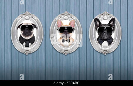 Drei coole Hunde in Frames hängend auf einer hölzernen blaue Wand Stockfoto