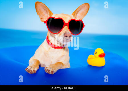 Chihuahua Hund auf einer Matratze im Ozean Wasser am Strand, genießen Sommer Urlaub Ferien, das Tragen der roten Sonnenbrille mit gelben Kunststoff rubbe Stockfoto