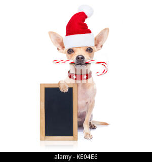 Chihuahua santa claus Hund hinter eine leere leere Plakette oder Tafel, für Weihnachten, auf weißem Hintergrund Stockfoto