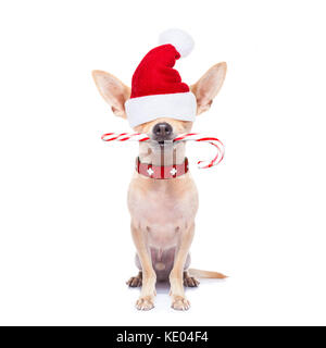 Chihuahua santa claus Hund ausblenden mit Red Hat für Weihnachten, auf weißem Hintergrund Stockfoto