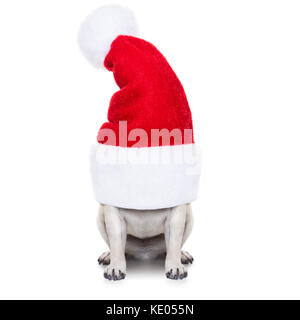 Mops Hund als Weihnachtsmann versteckt im Inneren der Hut, für Weihnachten, auf weißem Hintergrund Stockfoto