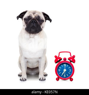 Mops Hund ruhen, schlafen oder eine Siesta mit Wecker, auf weißem Hintergrund Stockfoto