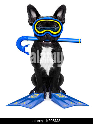 Schnorcheln Tauchen französische Bulldogge Hund mit Maske und Flossen, auf weißem Hintergrund Stockfoto