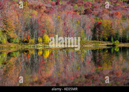 Buntes Herbstlaub spiegelt auf der glatten Oberfläche eines Bergsees in der Canaan Valley, West Virginia, USA Stockfoto