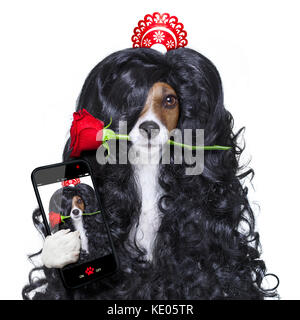 Jack Russell Hund für Valentines Tag in der Liebe mit Rose im Haar und den Mund mit schwarzen langen Locken Perücke, verrückt, dumm, lustig, dumm, isolat Stockfoto