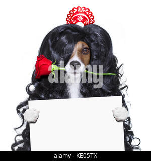 Jack Russell Hund für Valentines Tag in der Liebe mit Rose im Haar mit schwarzen langen Locken Perücke, verrückt, dumm, lustig, dumm, auf weissem isoliert Stockfoto