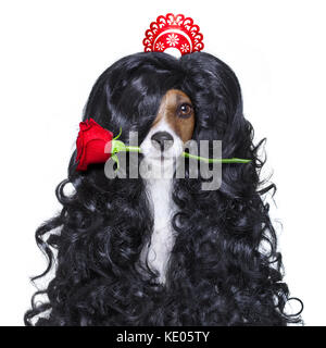Jack Russell Hund für Valentines Tag in der Liebe mit Rose im Haar und im Mund, mit schwarzen langen Locken Perücke, verrückt, dumm, lustig dumb, isolieren Stockfoto