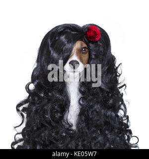 Jack Russell Hund für Valentines Tag in der Liebe mit Rose im Haar mit schwarzen langen Locken Perücke, verrückt, dumm, lustig, dumm, auf weissem isoliert Stockfoto