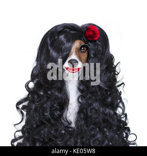 Jack Russell Hund für Valentines Tag in der Liebe mit Rose im Haar mit schwarzen langen Locken Perücke, verrückt, dumm, lustig, dumm, auf weissem isoliert Stockfoto