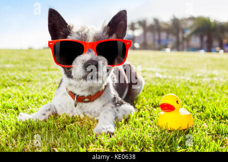 Schwarze Terrier Hund Entspannen und Ausruhen, liegend auf Rasen oder Wiese im City Park auf Sommer Urlaub Ferien, mit gelben Gummiente als bester Freund Stockfoto