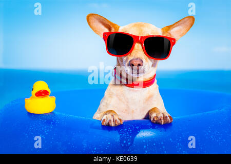 Chihuahua Hund auf einer Matratze im Ozean Wasser am Strand, genießen Sommer Urlaub Ferien, das Tragen der roten Sonnenbrille mit gelben Kunststoff rubbe Stockfoto