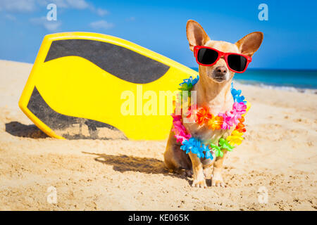 Chihuahua Hund am Strand mit einem Surfbrett mit Sonnenbrille und Flower Kette auf Sommer Urlaub Urlaub am Strand Stockfoto