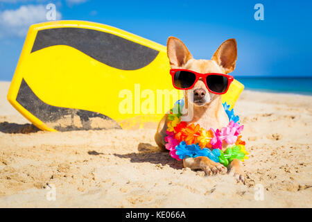 Chihuahua Hund am Strand mit einem Surfbrett mit Sonnenbrille und Flower Kette auf Sommer Urlaub Urlaub am Strand Stockfoto