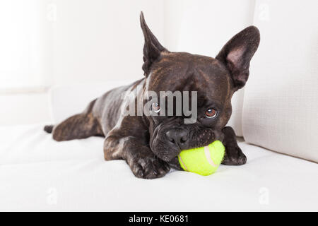 Französische Bulldogge Hund eine gute Zeit mit einem Tennisball, im Wohnzimmer, in der Eigentümer sehr sorgfältig auf der Suche Stockfoto